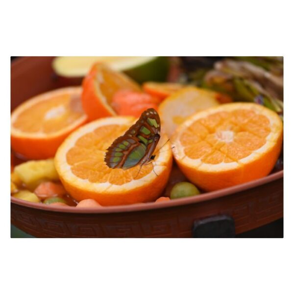 HAFO  Cursus Basis Fotografie - Afbeelding 6