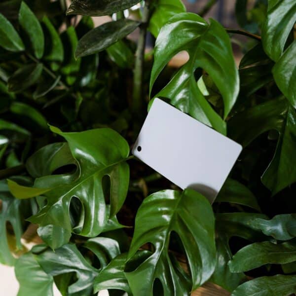 Caruba Digital Gray CARD DGC-1