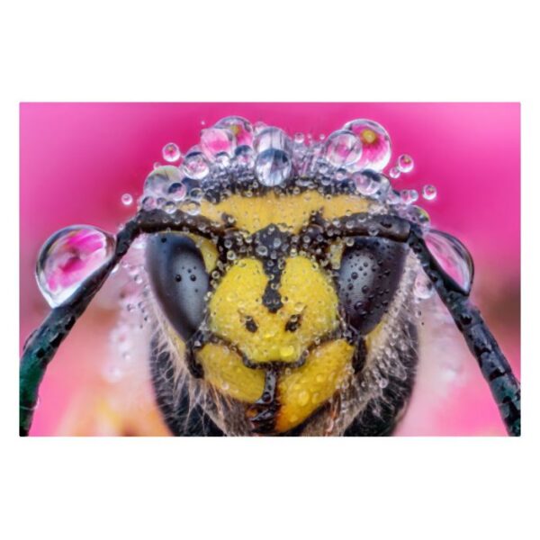 Laowa Venus 25mm f/2.8 2.5-5X Ultra-Macro Lens - Canon EF - Afbeelding 8