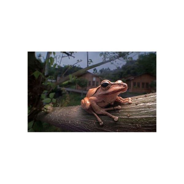 Laowa 15mm F/4 1x wide angle Macro lens - Sony FE - Afbeelding 4