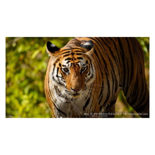 Sony Sel 200-600 mm F4,5-5,6 SEL FE GM OSS - Afbeelding 6