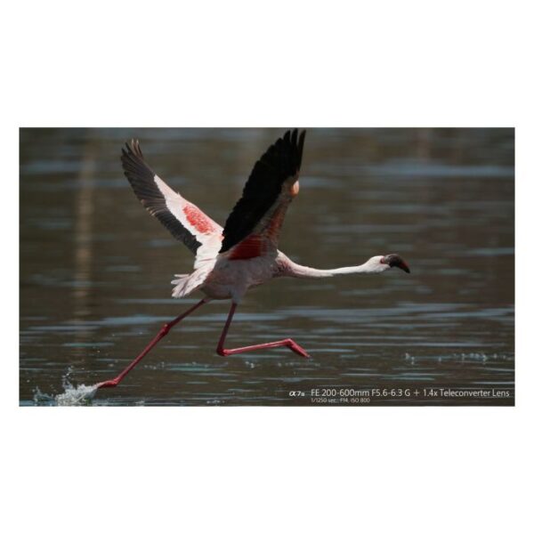 Sony Sel 200-600 mm F4,5-5,6 SEL FE GM OSS - Afbeelding 7