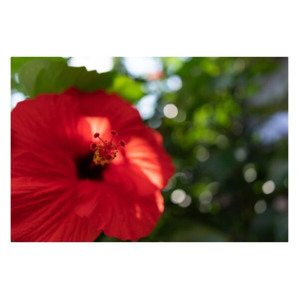 Tamron SP AF 24mm F/2.8 DI III OSD 1/2 Macro Sony - Afbeelding 3