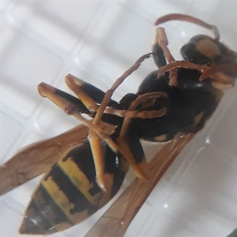 Balloon Optics Bekerloep 2x/3,5x - Afbeelding 6