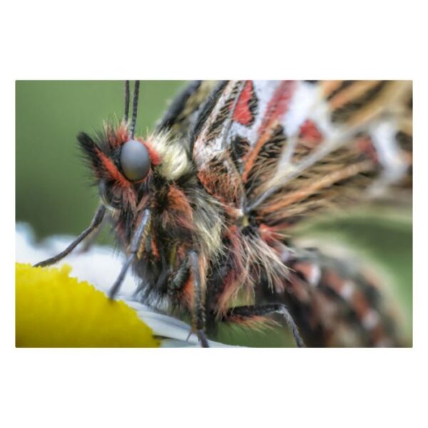 Laowa 100mm f/2.8 2X Ultra-Macro APO Lens - Canon RF - Afbeelding 4