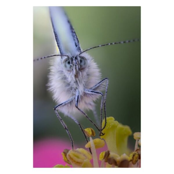 Laowa 100mm f/2.8 2X Ultra-Macro APO Lens - Canon RF - Afbeelding 3