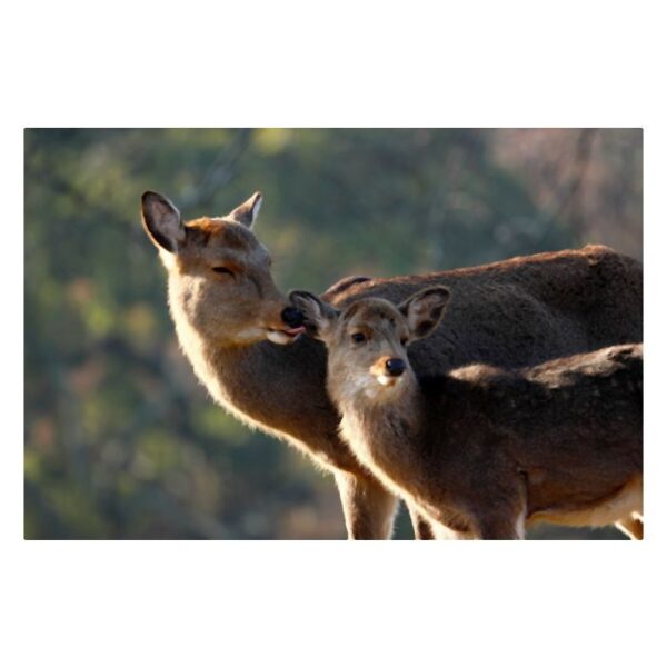 Canon RF 600mm F11 IS STM - Afbeelding 7