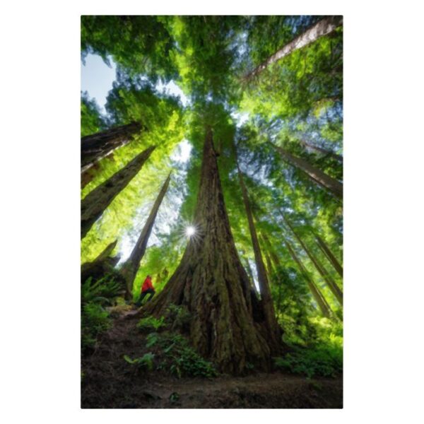 Nikon Z 14-24mm f/2.8 - Afbeelding 11