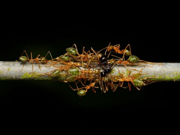 OM SYSTEM M.Zuiko Digital ED 90mm f/3.5 Macro IS PRO - Afbeelding 8