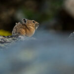 Sigma 100-400mm f/5-6.3 DG DN OS (C) X-Mount