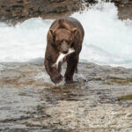 Sigma 100-400mm f/5-6.3 DG DN OS (C) X-Mount