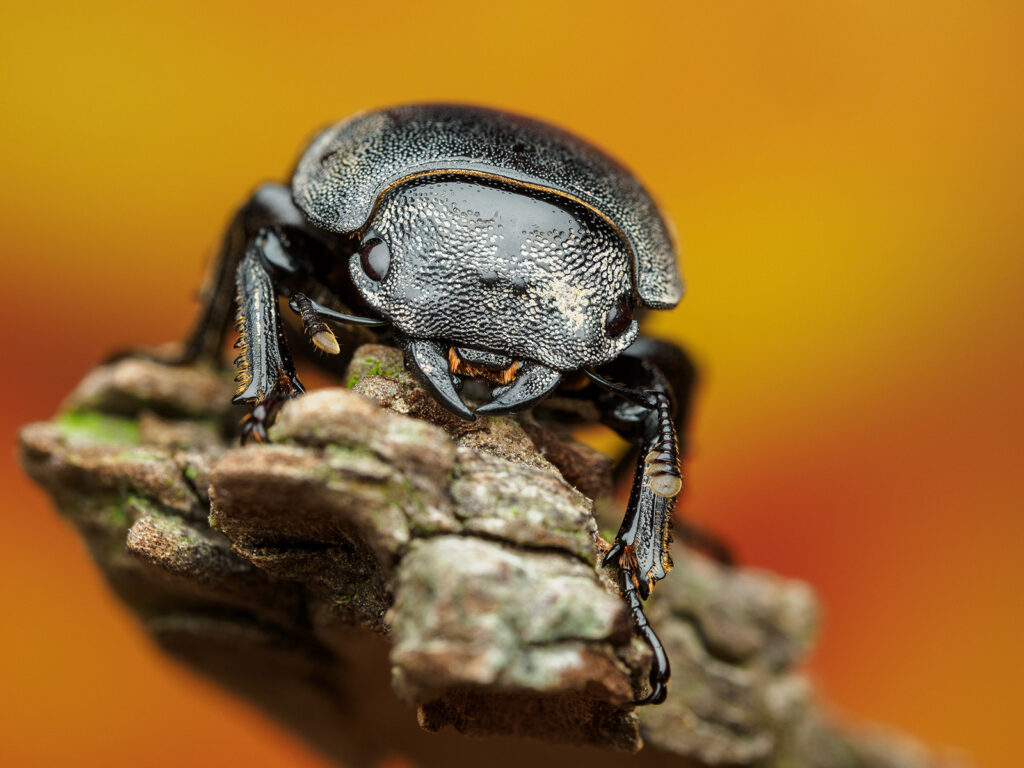 Macro Focus Stacking