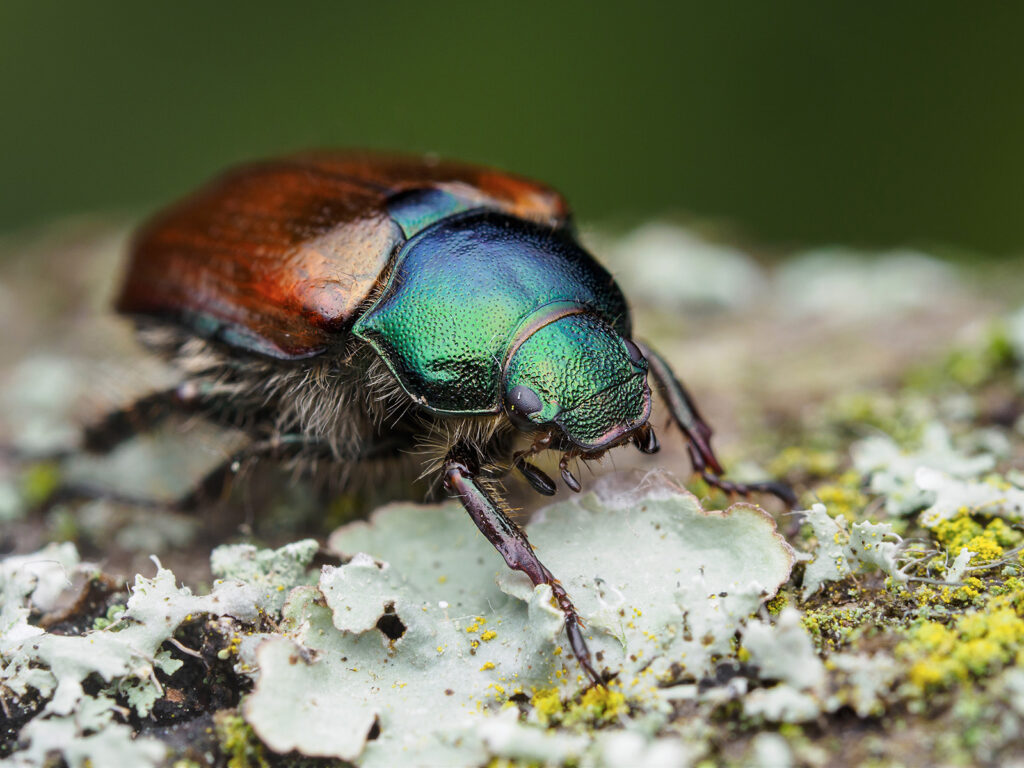Macro Focus Stacking
