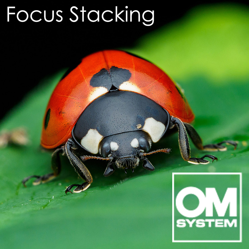 Macro Fotografie: Focus Stacking met flits