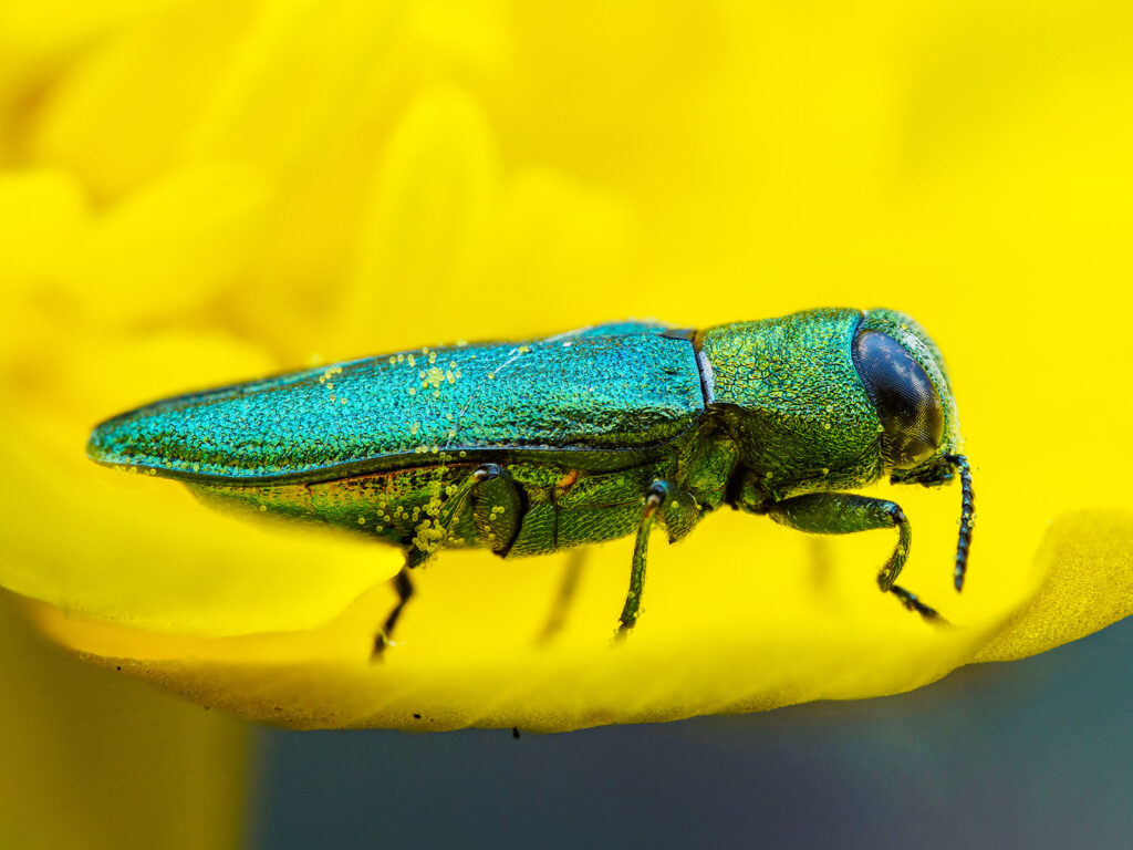 Macro Focus Stacking