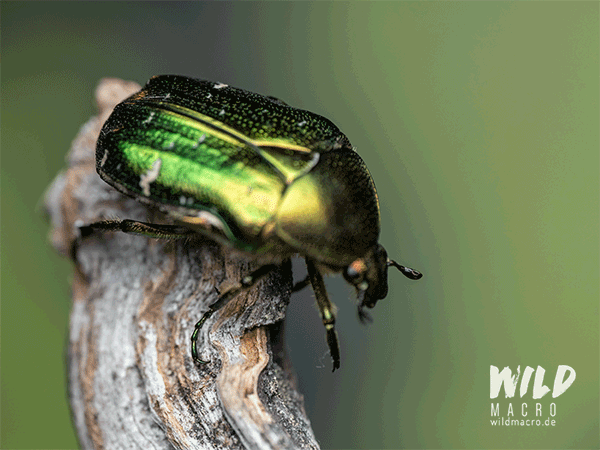 Macro Focus Stacking