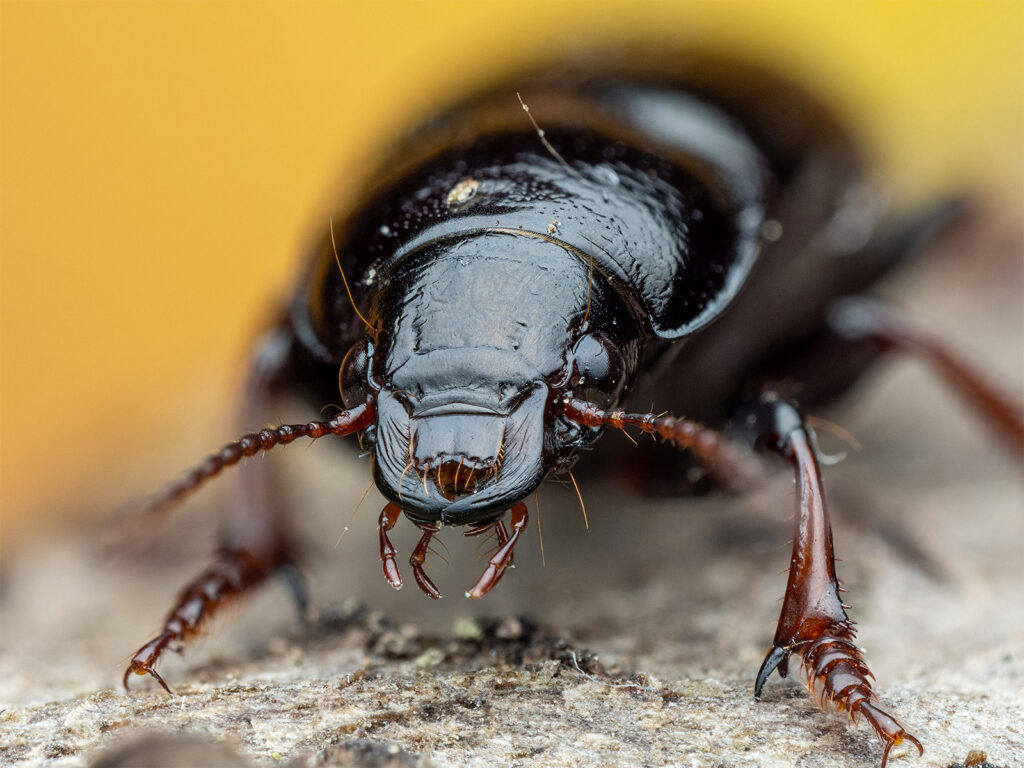 Macro Focus Stacking