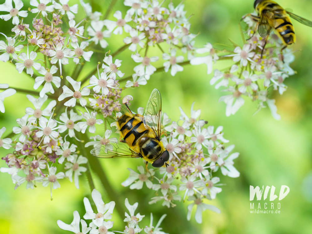 Macro Focus Stacking