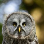 Canon RF 200-800mm Voorbeeld