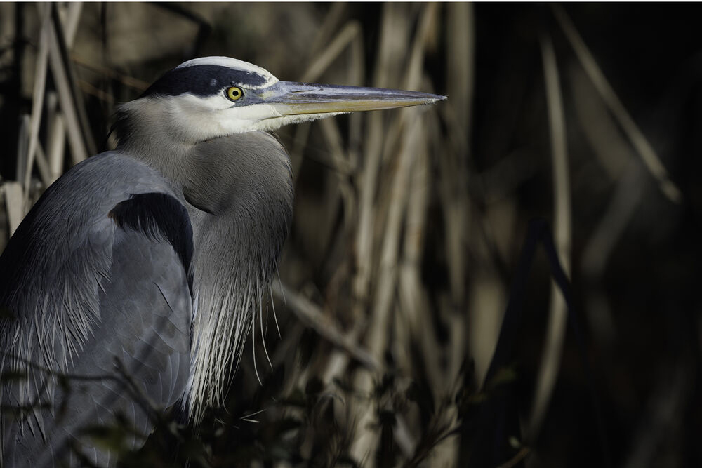 Canon RF 800mm f5.6 L IS USM