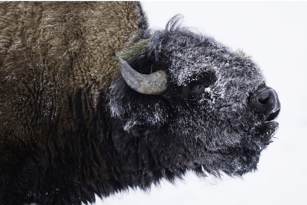 Canon RF 800mm f5.6 L IS USM