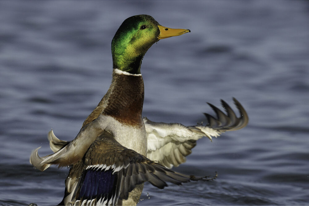 Canon RF 800mm f5.6 L IS USM