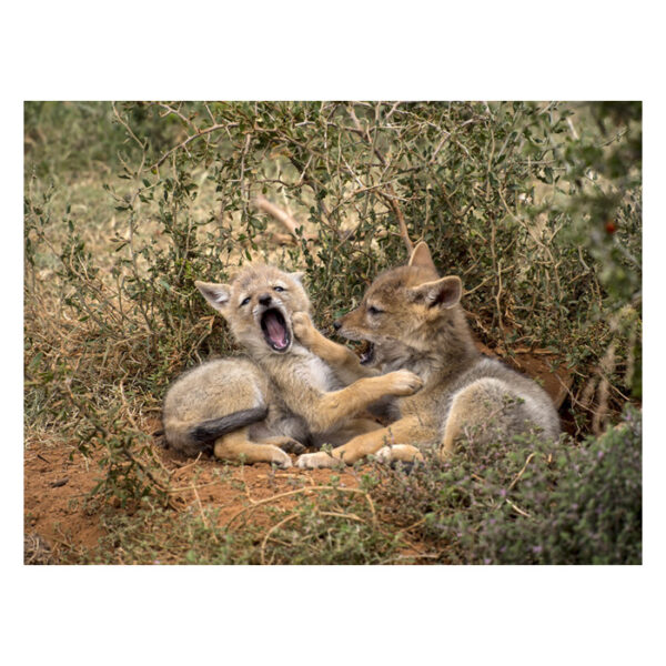 OM SYSTEM M.Zuiko Digital ED 75-300mm f/4.8-6.7 II/EZ-M75... - Afbeelding 2