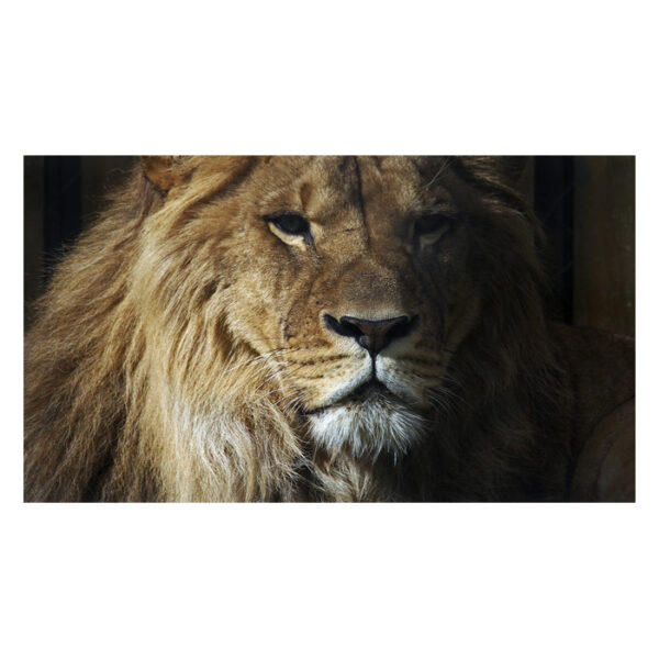 OM SYSTEM M.Zuiko Digital ED 75-300mm f/4.8-6.7 II/EZ-M75... - Afbeelding 3