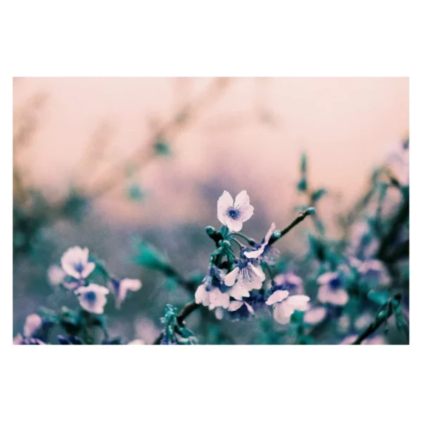 Lomography Lomochrome Turquoise 135-36 - Afbeelding 2