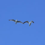 Canon Eos R5 Mark II