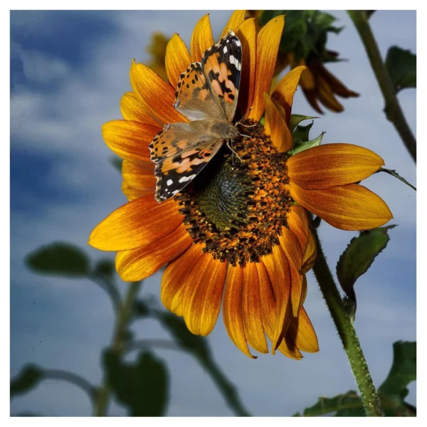 MagMod MagMask Kit 2 - Afbeelding 2