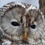 Nikon Coolpix P1100 example