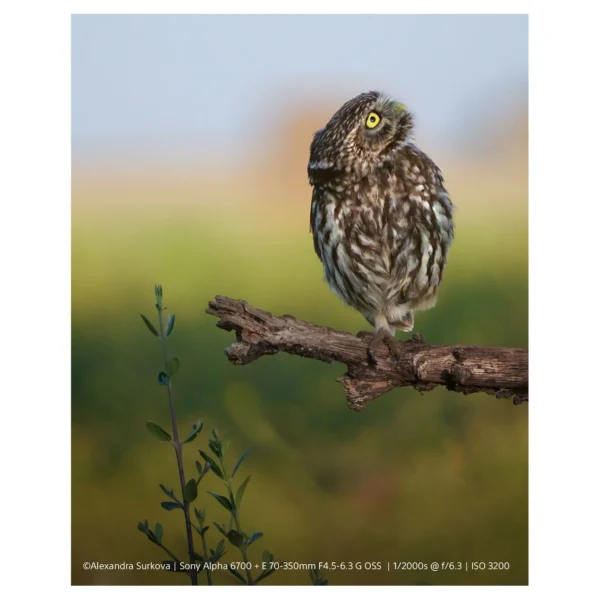 Sony A6700B+70-350 Wildlife Kit - Afbeelding 13