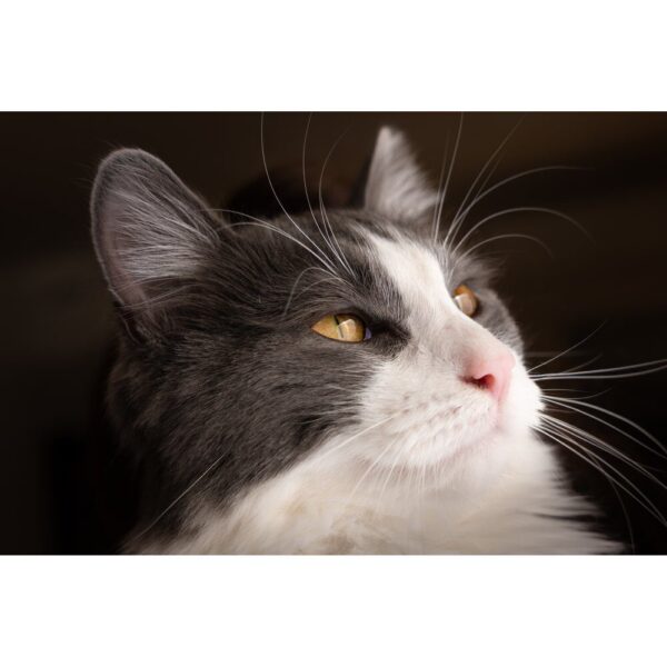 Leica Vario Elmarit-SL 1:2.8/28-70 ASPH - Afbeelding 8