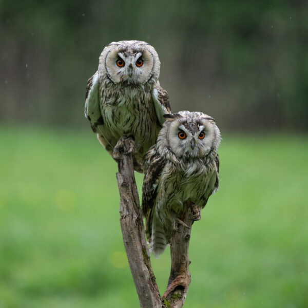 Workshop Roofvogelfotografie 3 Oktober 2026 - Afbeelding 2