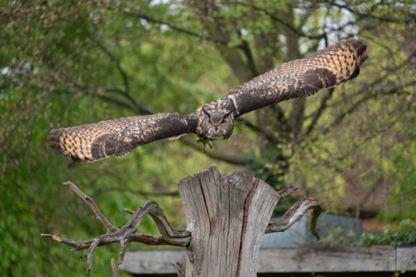 Workshop Roofvogelfotografie 3 Oktober 2026 - Afbeelding 3