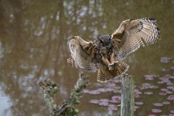 Workshop Roofvogelfotografie 3 Oktober 2026 - Afbeelding 4