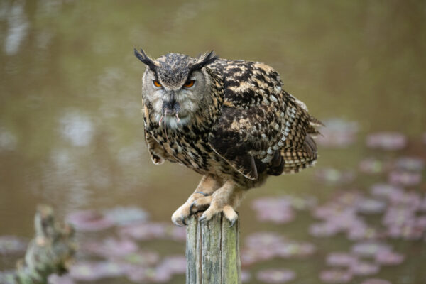 Workshop Roofvogelfotografie 3 Oktober 2026 - Afbeelding 5