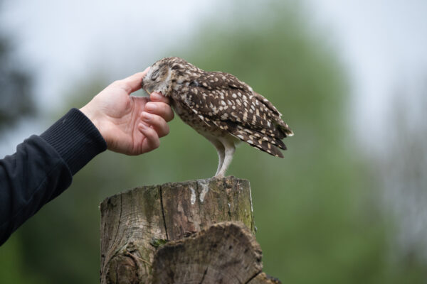 Workshop Roofvogelfotografie 3 Oktober 2026 - Afbeelding 6