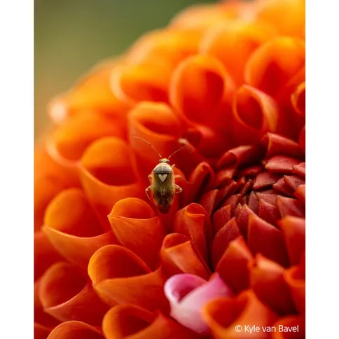 Sony SEL FE 100mm F2.8 Macro GM OSS Lens - Afbeelding 3