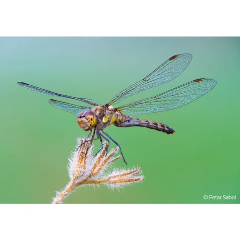 Sony SEL FE 100mm F2.8 Macro GM OSS Lens - Afbeelding 4