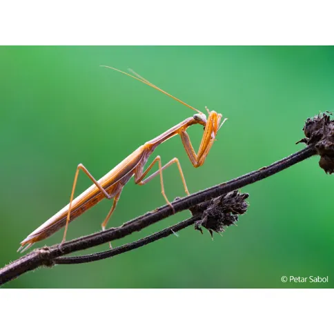 Sony SEL FE 100mm F2.8 Macro GM OSS Lens - Afbeelding 6