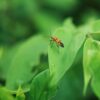 Viltrox AF 56mm f/1.2 Pro Sony E Aps C