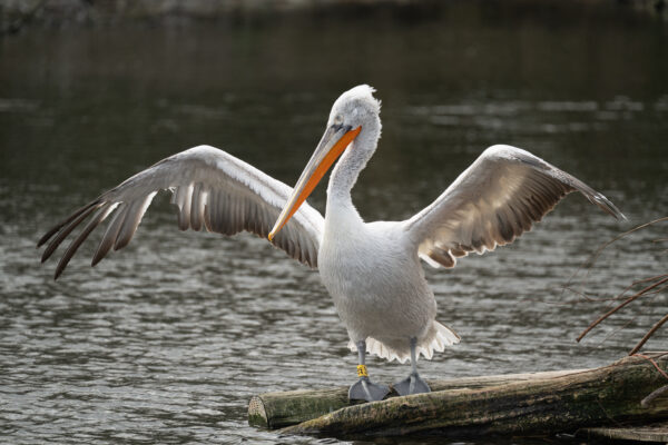 Systeem-Spiegelreflex cursus - Afbeelding 3