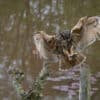 Workshop Roofvogelfotografie 3 Oktober 2026