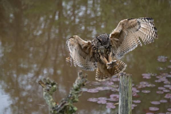 Workshop Roofvogelfotografie 3 Oktober 2026