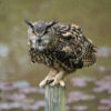 Workshop Roofvogelfotografie 3 Oktober 2026
