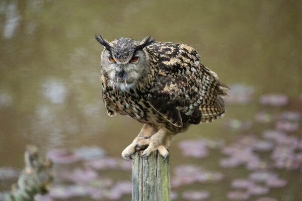 Workshop Roofvogelfotografie 3 Oktober 2026