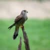 Workshop Roofvogelfotografie 3 Oktober 2026