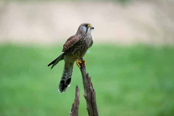 Workshop Roofvogelfotografie 3 Oktober 2026